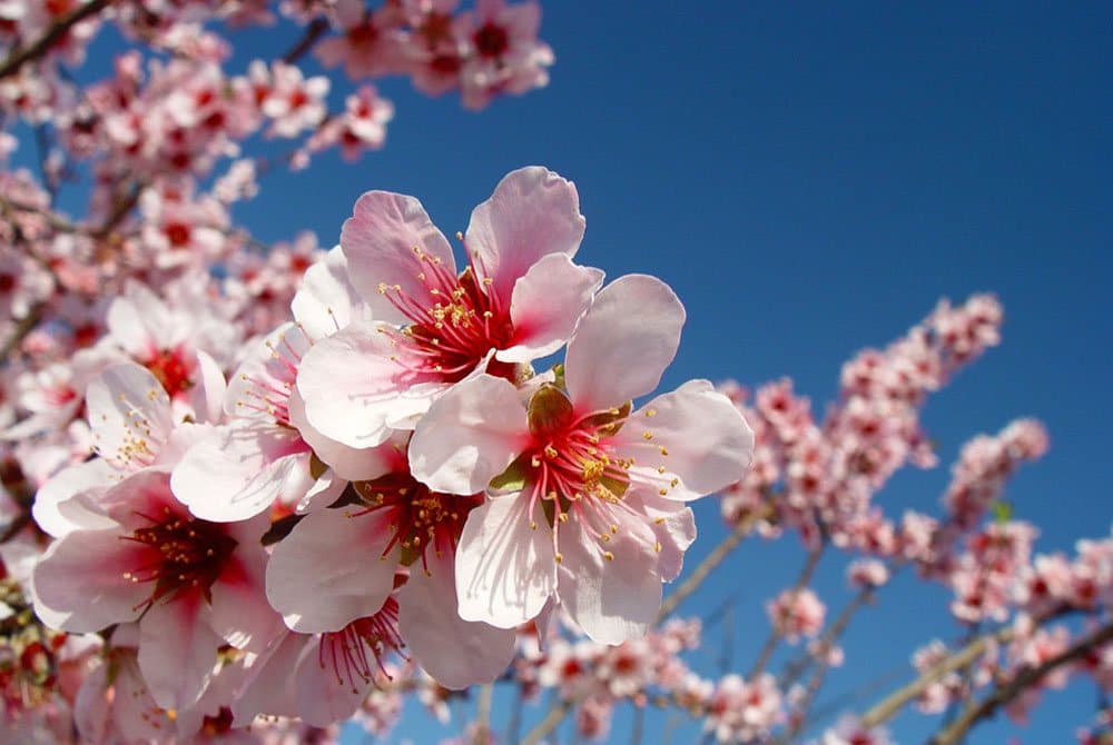 Close-up view of a blossoming almond tree. 