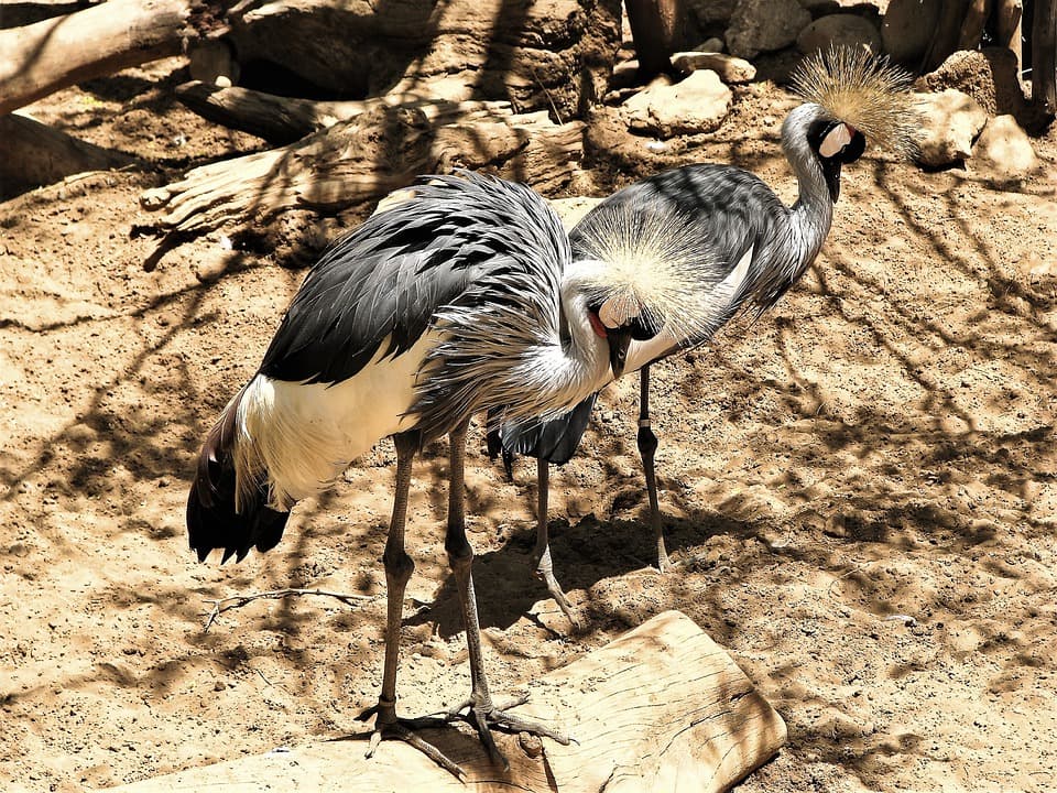 Bioparc in Fuengirola