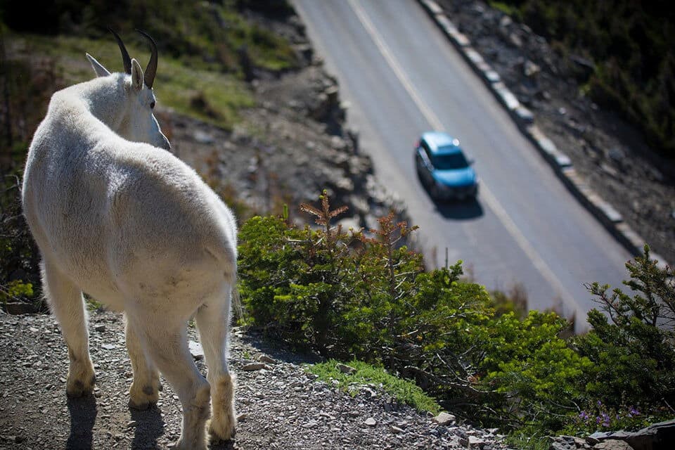 Cabra montés junto a una carretera de montaña