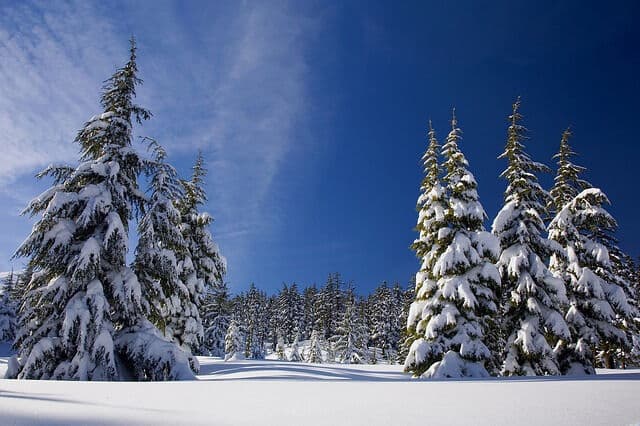 Abetos nevados bajo un cielo azul