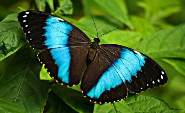 Benalmadena's butterflies park