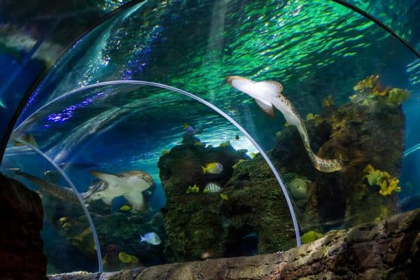 Sea Life, Benalmadena's aquarium