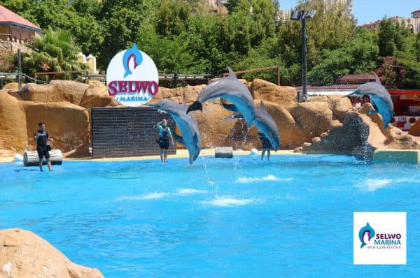 Dolphins show at Selwo Marina Benalmadena 