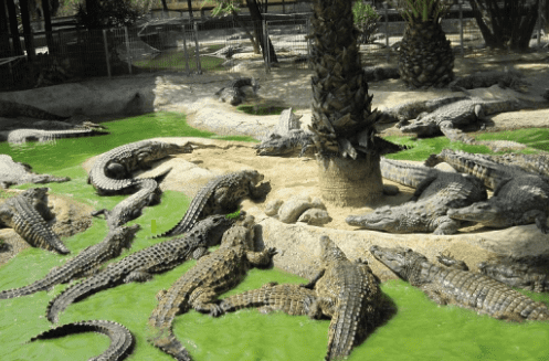 crocodile park torremolinos