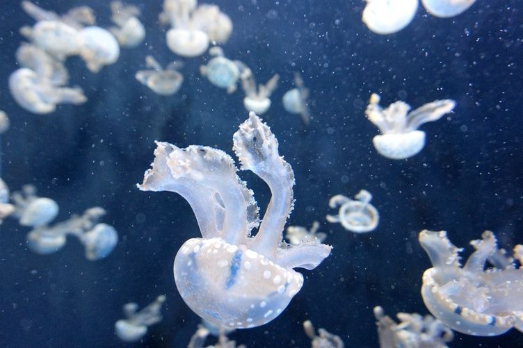 ¿Qué hacer cuando te pica una medusa?