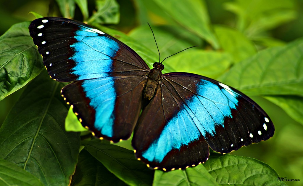 mariposario benalmadena marbesol