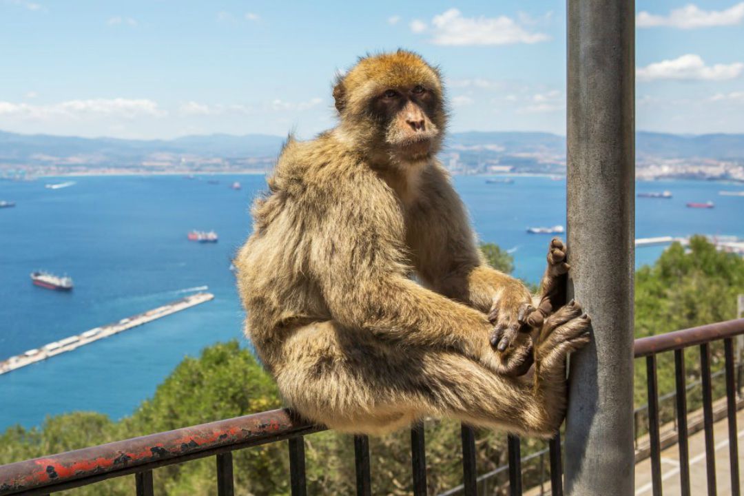 What to see in Gibraltar, What to see in Gibraltar. More than the typical places! 🧐