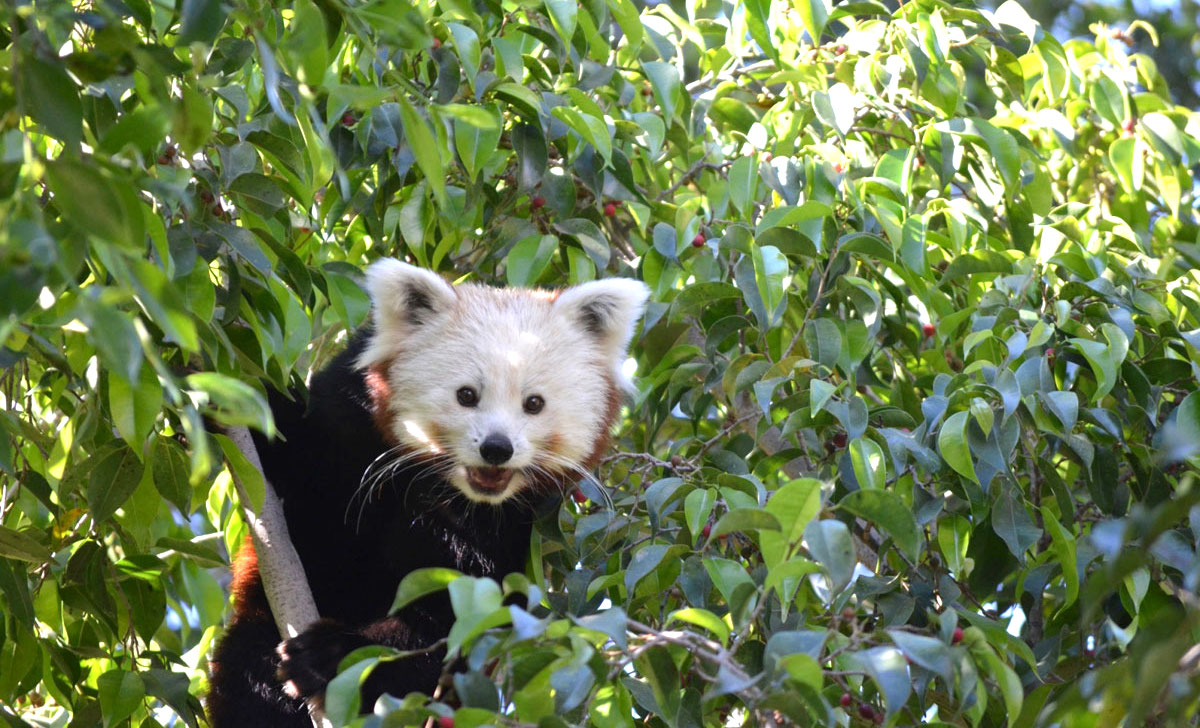 Red Panda in Fuengirola Zoo