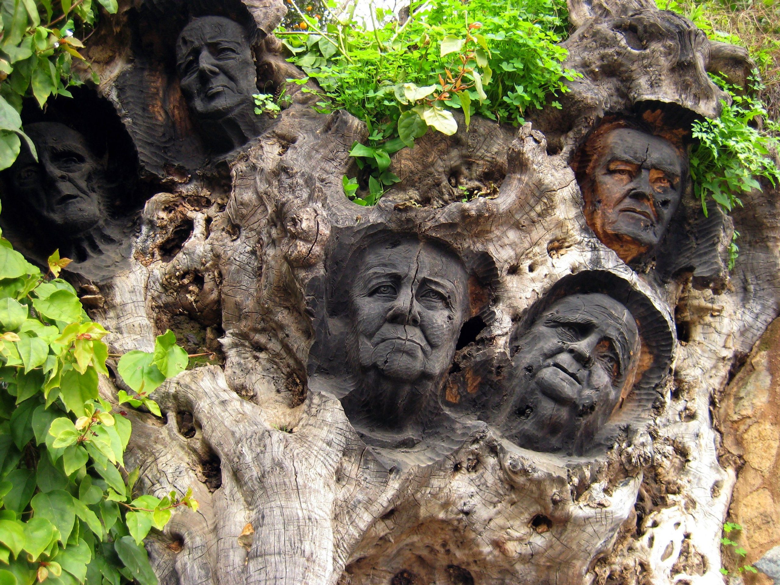 Faces talladas in a trunk of a tree