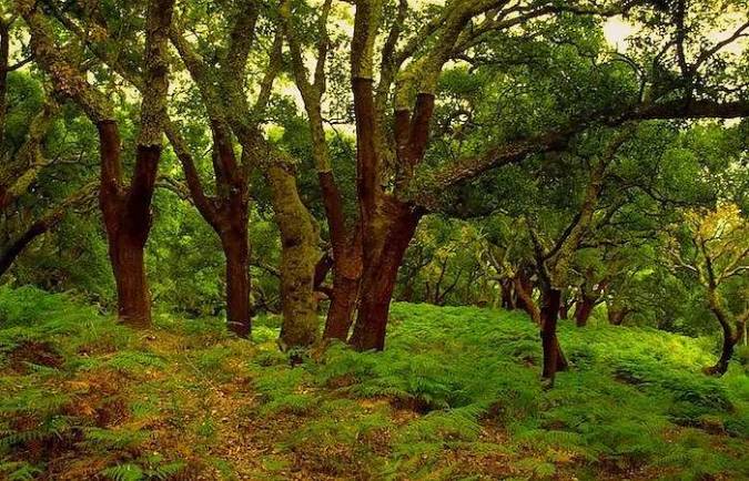 Cork trees in Grazalema