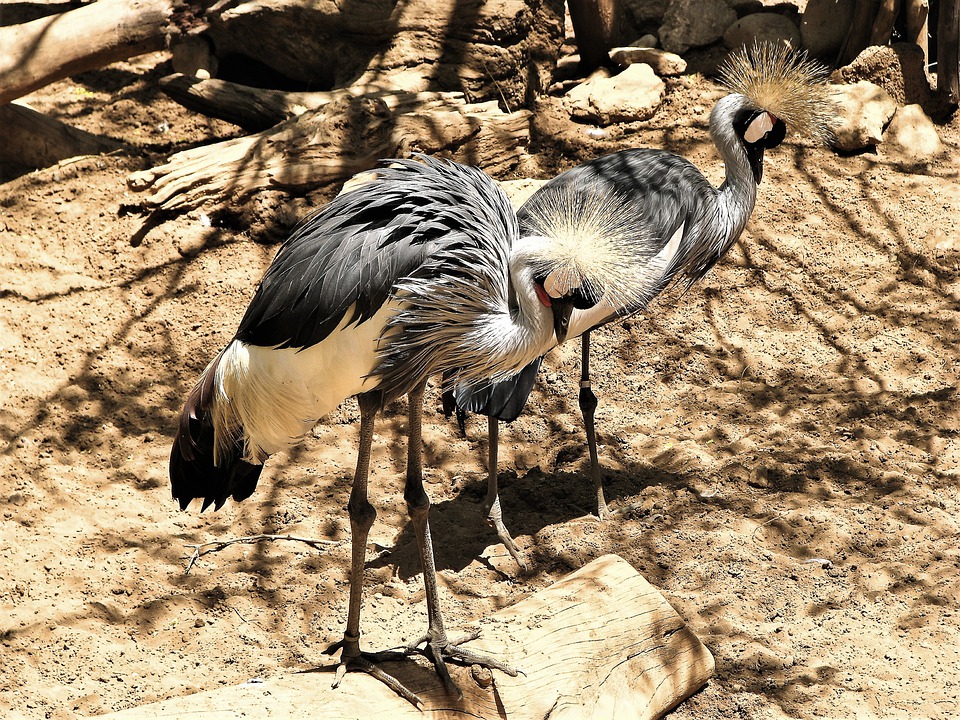 que ver en fuengirola bioparc 