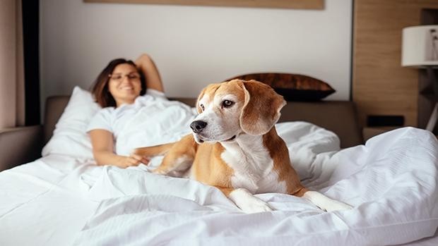 Málaga con perro